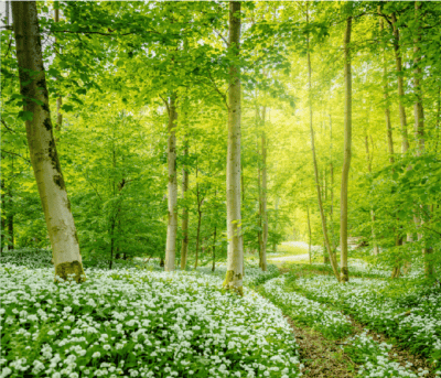 UKD10174_Forårsskov